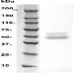 SLC10a4 Antibody in Western Blot (WB)