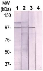 Phospho-BCAR3 (Thr130) Antibody in Western Blot (WB)