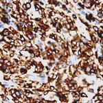 BCAR3 Antibody in Immunohistochemistry (Paraffin) (IHC (P))