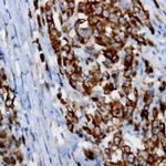 BCAR3 Antibody in Immunohistochemistry (Paraffin) (IHC (P))