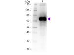Fluorescein (FITC) Antibody in Western Blot (WB)