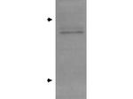 Apolipoprotein E Antibody in Western Blot (WB)