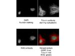 RING1B Antibody in Immunocytochemistry (ICC/IF)