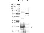 UBC13 Antibody in Western Blot (WB)