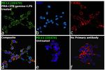 PDL1 Antibody in Immunocytochemistry (ICC/IF)