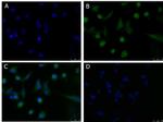 PDL1 Antibody in Immunocytochemistry (ICC/IF)