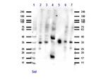 PDL1 Antibody in Western Blot (WB)