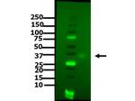 PDL1 Antibody in Western Blot (WB)