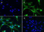 Aldh1l1 Antibody in Immunocytochemistry (ICC/IF)