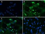 Doublecortin Antibody in Immunocytochemistry (ICC/IF)