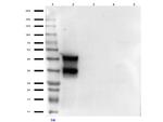 Doublecortin Antibody in Western Blot (WB)