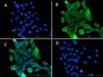 PI3 Kinase p55 gamma Antibody in Immunocytochemistry (ICC/IF)