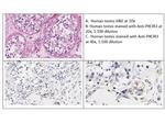 PI3 Kinase p55 gamma Antibody in Immunohistochemistry (IHC)