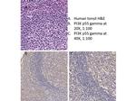 PI3 Kinase p55 gamma Antibody in Immunohistochemistry (IHC)