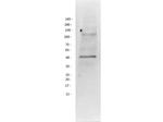 PI3 Kinase p55 gamma Antibody in Western Blot (WB)