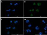 EEF1A2 Antibody in Immunocytochemistry (ICC/IF)