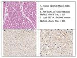 EEF1A2 Antibody in Immunohistochemistry (IHC)