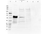 EEF1A2 Antibody in Western Blot (WB)