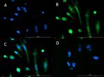 BMAL1 Antibody in Immunocytochemistry (ICC/IF)