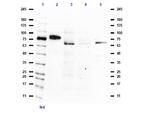 BMAL1 Antibody in Western Blot (WB)