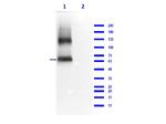 Eaat2 Antibody in Western Blot (WB)