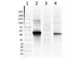 NeuroD1 Antibody in Western Blot (WB)