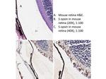 S Opsin Antibody in Immunohistochemistry (IHC)