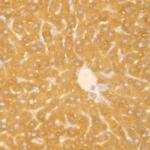 Midkine Antibody in Immunohistochemistry (Paraffin) (IHC (P))