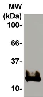 Midkine Antibody in Western Blot (WB)