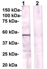 PPARb Antibody in Western Blot (WB)