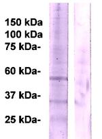 PPARg Antibody in Western Blot (WB)