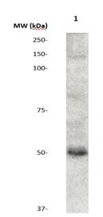 Phospho-GSK3a (Ser21) Antibody in Western Blot (WB)