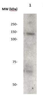 JAK3 Antibody in Western Blot (WB)