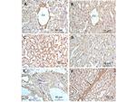 Collagen Type I Antibody in Immunohistochemistry (Paraffin) (IHC (P))