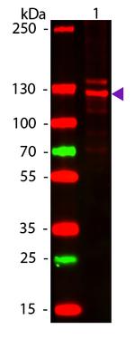 Collagen Type I Antibody in Western Blot (WB)