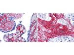Collagen Type VI Antibody in Immunohistochemistry (Paraffin) (IHC (P))