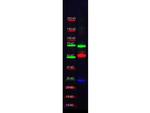 alpha-1-Anti-Trypsin Antibody in Western Blot (WB)