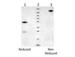 Mouse Serum Albumin Antibody in Western Blot (WB)