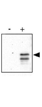 Phospho-CREB (Ser133) Antibody in Western Blot (WB)