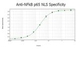 NFkB p65 Antibody in ELISA (ELISA)