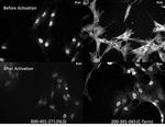 NFkB p65 Antibody in Immunocytochemistry (ICC/IF)