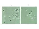 NFkB p65 Antibody in Immunocytochemistry (ICC/IF)