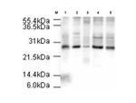 APC10 Antibody in Western Blot (WB)