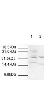 APC10 Antibody in Western Blot (WB)