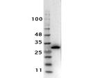 RFP Antibody in Western Blot (WB)