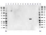 RFP Antibody in Western Blot (WB)