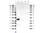 RFP Antibody in Western Blot (WB)