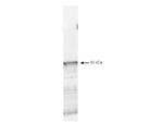 PDK1 Antibody in Western Blot (WB)