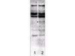 Caspase-2 Antibody in Western Blot (WB)