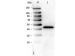 PPAR alpha Antibody in Western Blot (WB)